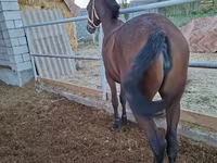 Mare, Kazakh horse — photo 3