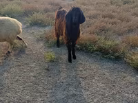 Keçi, Nubian Goat — foto 3