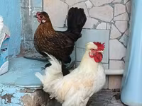Japanese Bantam — photo 4