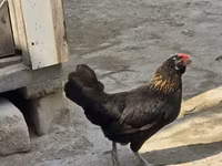 Chickens — foto 7