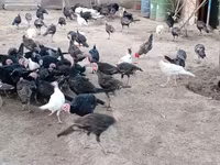 अमेरिकन बफ — फ़ोटो 2