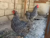 Slovenian Barred Hen — foto 4