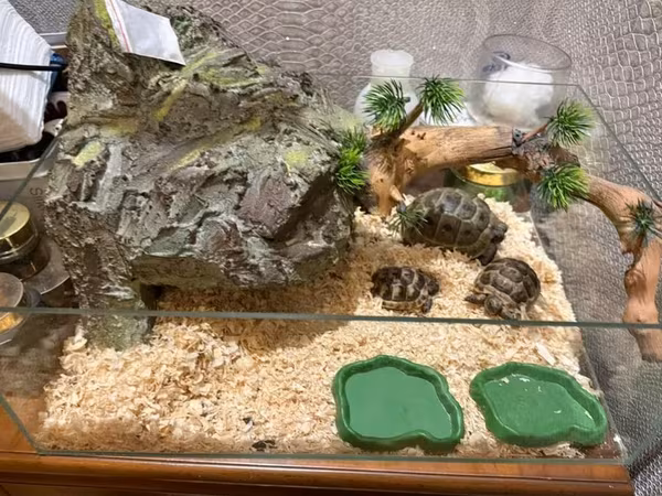 Qurbağa-baqa terrarium dəsti.280 manata alinib yaxsi qulluq edilib