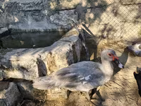Ducks — الصورة 5