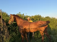 At, Akhal-Teke — foto 1