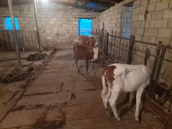 Buğa, Mal-qara