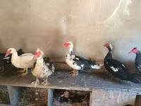 Domestic Muscovy — photo 4