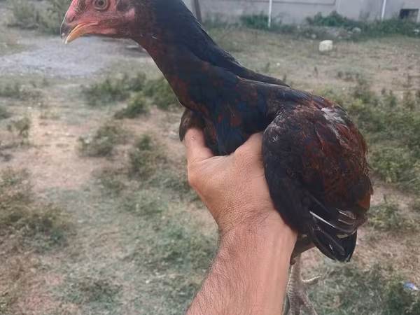 Chickens