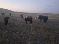 Byk, Latvian Blue cattle — zdjęcie 4