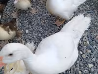 Domestic Muscovy — photo 4