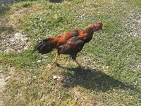 Chickens — photo 1
