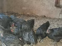 Australian Pit Game fowl — photo 3