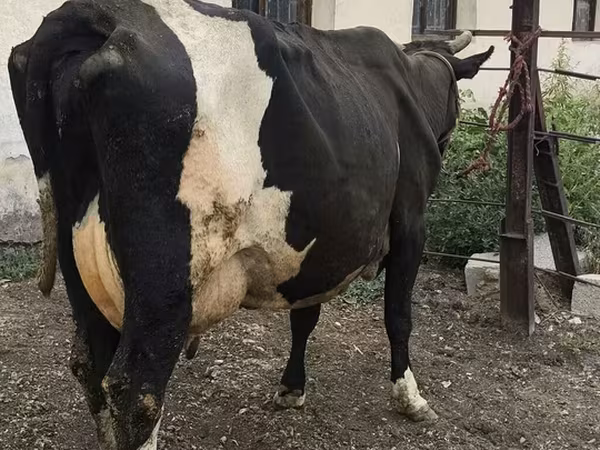 Krava, Russian Black pied cattle