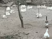 Geese — photo 1