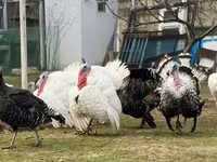 Geniş Sinəli Ağ — foto 4