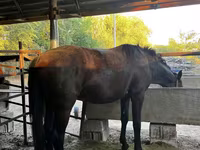 公马, Horses — 照片 3