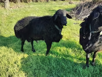 मेढ़ा, Tian-Shan semifinewool sheep — फ़ोटो 3