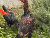 Chickens — photo 3