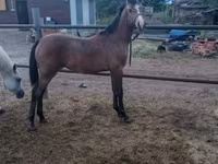 Cavalo, Shagya — foto 2
