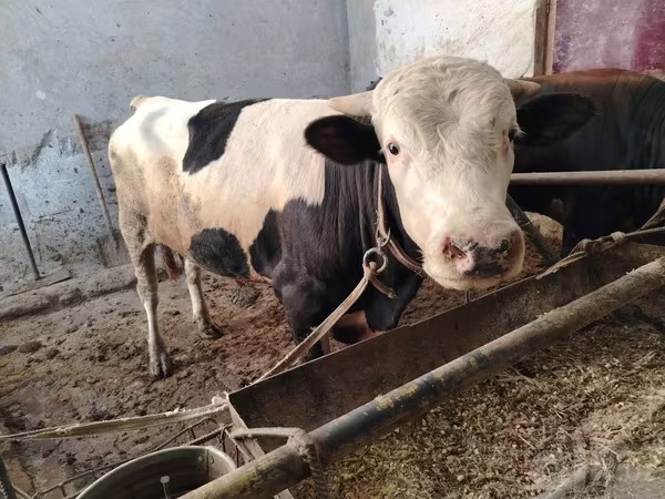 मवेशी (लॉट, लिंग निर्दिष्ट नहीं), Simmental cattle