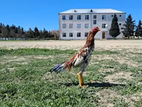 Chickens — photo 3