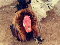 Chickens — photo 5
