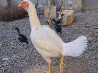 Chickens — Foto 2