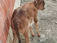 Vaca, Ganado vacuno — foto 5