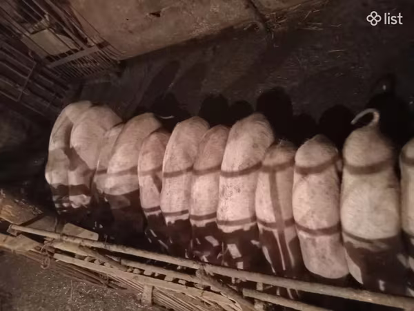 Säue, Schweine — Armenien
