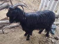 Dişi keçi, Dagestan coarsewool goat — foto 1