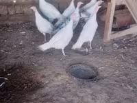 Turkeys — photo 2