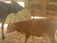 Bull, Cattle — photo 3
