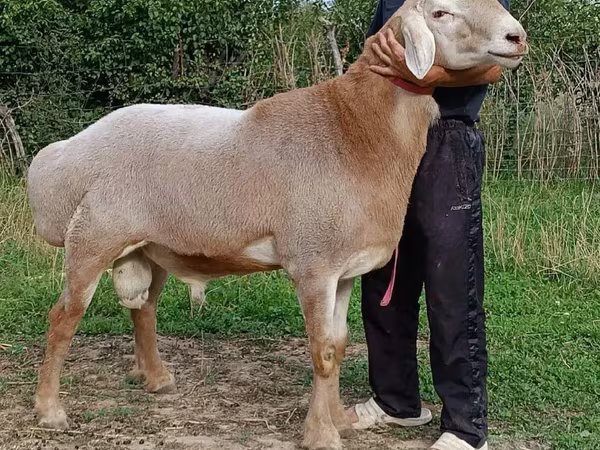 Qoç, Qoyunlar
