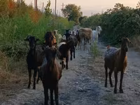 Goat, Damask goat — photo 2