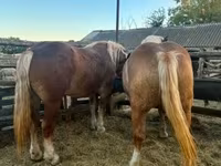 Kobyła, Hungarian horse breed — zdjęcie 7