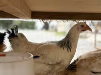 Chickens — foto 3