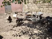 Domestic Muscovy — photo 3