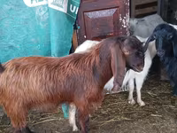 Billy Goat, Goats — photo 1