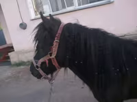 Yegua, Shetland Pony — foto 4