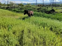 Hengst, American shetland pony — Foto 5