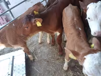 Buğa, Simmental cattle — foto 1