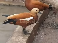 Ducks — photo 2