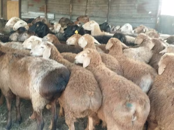 Qoç, Qoyunlar