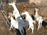 Koza, Boer goat — foto 3