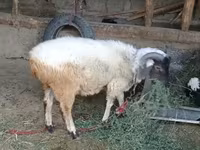 Sheep (batch, sex not specified), Sheep — photo 2