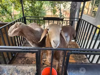 Sheep (batch, sex not specified), Sheep — photo 4