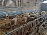 Oveja, Rouge de l’Ouest sheep — foto 1