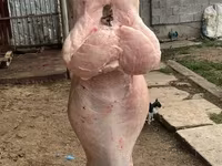 Qoç, Qoyunlar — foto 4