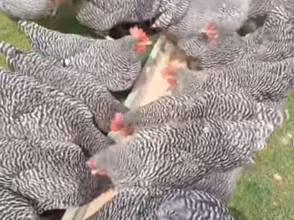 Australorp