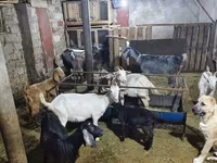 Goats (batch, sex not specified), Goats — photo 2